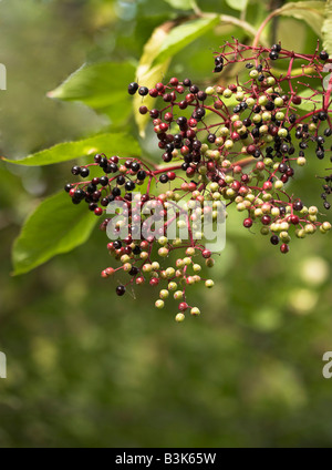 Reife Holunder Sambucus nigra Stockfoto