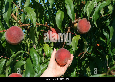Peach Orchard Western Michigan USA Stockfoto