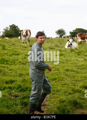 Juli 2008 - Bauer und Kühe auf einem Bauernhof in der Normandie Frankreich Stockfoto