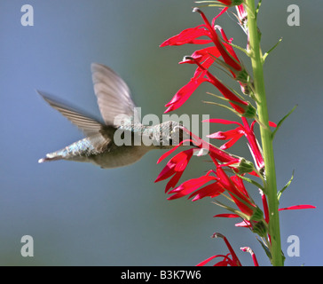 Ruby – Throated Kolibris füttern von rote Penstemon Blumen an einem Sommertag. Stockfoto