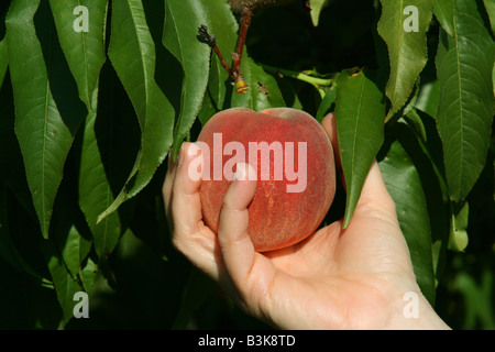 Peach Orchard Western Michigan USA Stockfoto