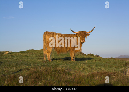 Highland-Kuh stehend auf Hügel auf North Uist, äußeren Hebriden, Schottland im Mai suchen. Stockfoto