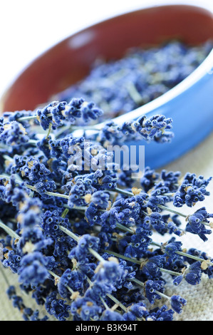 Jede Menge getrockneter Lavendel Kräuter und Lavendelblüten in eine Schüssel geben Stockfoto