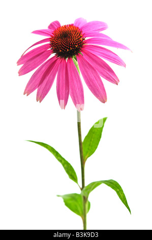 Blühende Heilpflanze Echinacea Purpurea oder Sonnenhut isoliert auf weißem Hintergrund Stockfoto