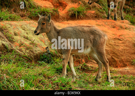 Nilgiri Tahr oder Nilgiri Steinbock oder Steinbock (Nilgiritragus Hylocrius) in die Nilgiri Hills von Kerala Indien heimisch Stockfoto