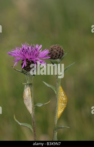 Sechs Spot Burnet Motten Puppe Zygaena Filipendulae auf Flockenblume Blütenköpfe Stockfoto