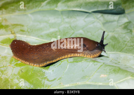 Europäische schwarze Schnecke Arion ater Stockfoto