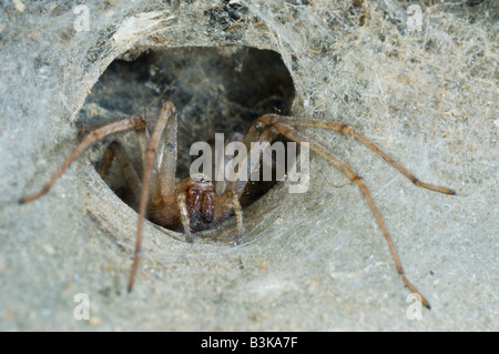 Haus Spinne Tegenaria Domestica in röhrenförmigen Rückzug Großbritanniens Stockfoto