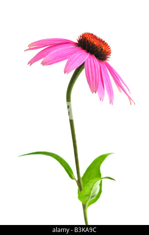 Blühende Heilpflanze Echinacea Purpurea oder Sonnenhut isoliert auf weißem Hintergrund Stockfoto