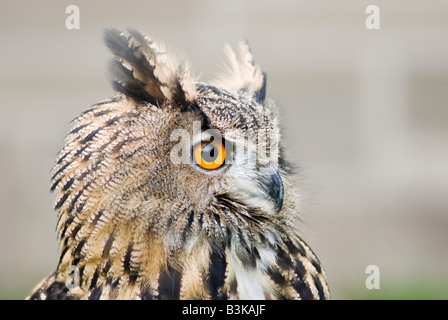 Ein europäischer Uhu zeigt Kopf Detail hautnah. Stockfoto