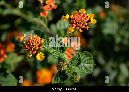 Spanische Flagge oder Lantana Camara, blühender Strauch. Stockfoto