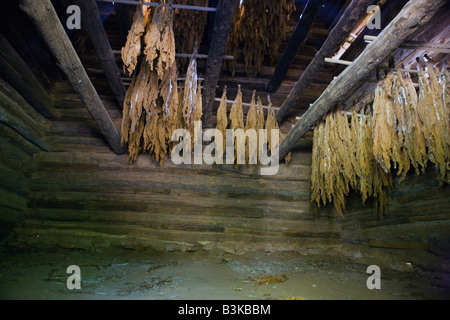 Tabak hängt und trocknet in der Tabak-Scheune, Booker T. Washington National Monument, Hardy, Virginia Stockfoto