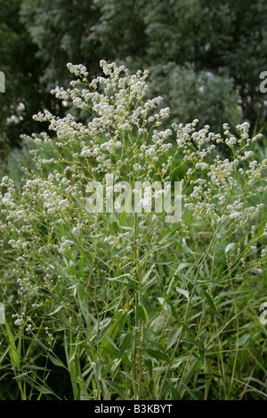 Feldkresse aka Dittander, Diptam, Kresse, Peppergrass oder hohen weißen Top Lepidium latifolium Stockfoto