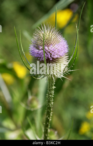 Karde Dipsacus Fullonum Dipsacaceae Stockfoto