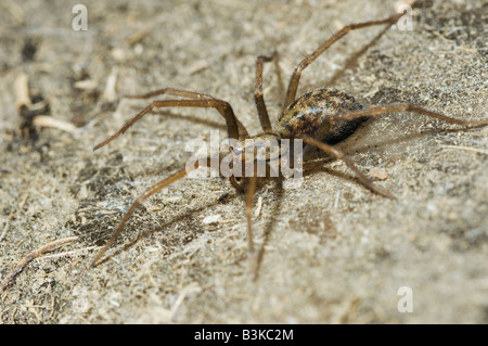 Haus Spinne Tegenaria Domestica Web Großbritannien Stockfoto