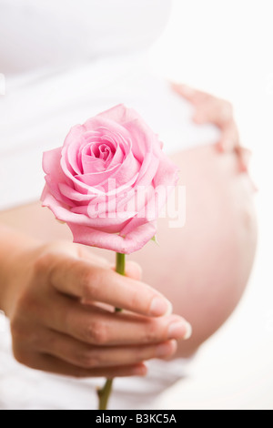 Schwangere Frau berühren, stoßen, während rosa Rose halten Stockfoto