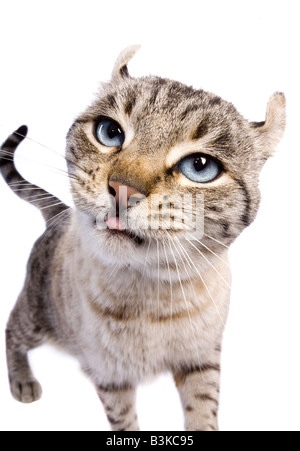 Highlander Katze mit Attitüde, die Zunge heraus isoliert auf weißem Hintergrund Stockfoto