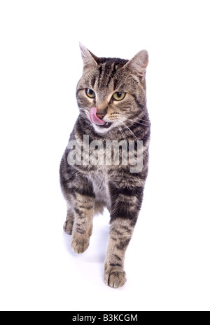 Manx Katze isoliert auf weißem Hintergrund Stockfoto