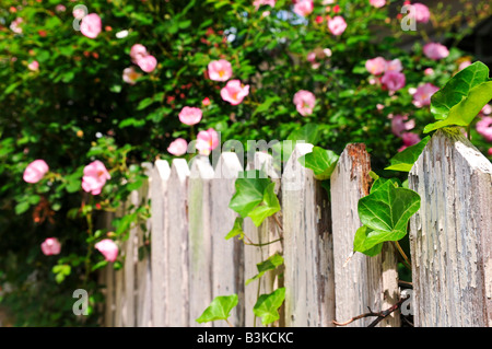 Gartenzaun mit blhenden Rosen und Efeu Stockfotografie - Alamy