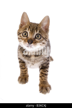 Bengal Kätzchen auf Hintergrund isoliert Stockfoto