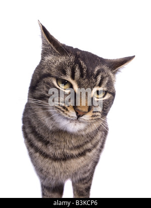 Manx Katze mit lustigen Ausdruck isoliert auf weißem Hintergrund Stockfoto