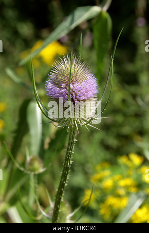 Karde Dipsacus Fullonum Dipsacaceae Stockfoto