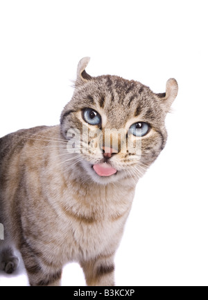 Highlander Katze mit Attitüde, die Zunge heraus isoliert auf weißem Hintergrund Stockfoto