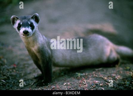 SCHWARZ – FÜßIGES FRETTCHEN (MUSTELA NIGRIPES) VOM AUSSTERBEN BEDROHTE ARTEN; GANZ SELTEN / ZUCHT-ANLAGE, SYBILLE CANYON IN WYOMING Stockfoto