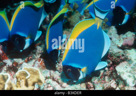 Powderblue Doktorfisch Acanthurus Leucosternon Weiden auf Algen auf Korallen rockt Andaman Sea-Thailand Stockfoto