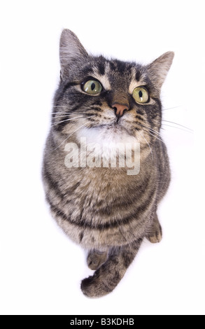 Manx Katze isoliert auf weißem Hintergrund Stockfoto