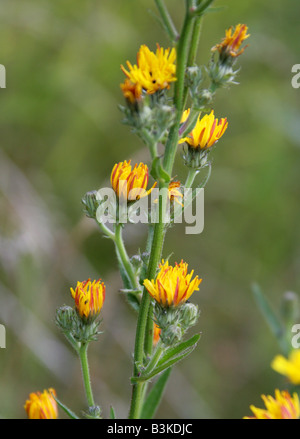 Habichtskraut Ochsenzunge Picris Hieracioides Asteraceae Stockfoto