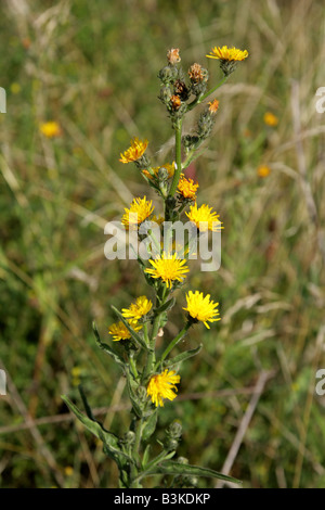 Habichtskraut Ochsenzunge Picris Hieracioides Asteraceae Stockfoto