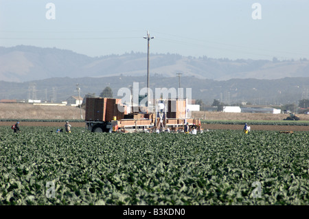 Blumenkohl Ernte in der Nähe von etwa zentralen Küste von Kalifornien RM Stockfoto