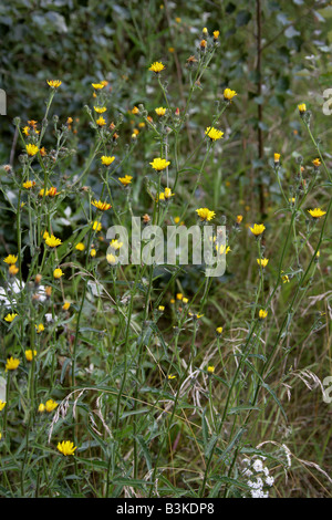 Habichtskraut Ochsenzunge Picris Hieracioides Asteraceae Stockfoto