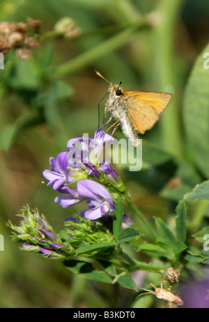 Großen Skipper Butterfly, Ochlodes Sylvanus. Weibliche Fütterung auf Vierwaldstättersee, Medicago Sativa. Stockfoto