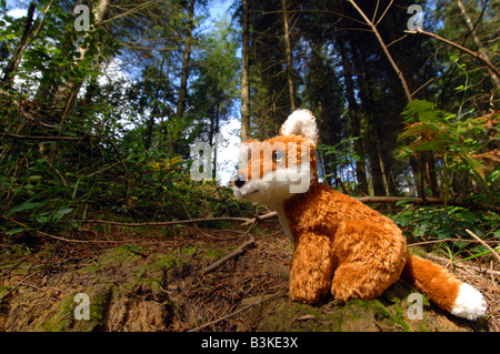 Red Fox "Kuscheltier" in den Wäldern, UK Stockfoto