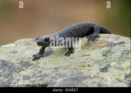 Alpine Salamander Salamandra Atra Erwachsenen Alpen der Schweiz Stockfoto