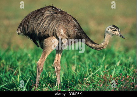 Amerikanische Rhea Rhea Americana Erwachsenen Pantanal Brasilien Südamerika Stockfoto