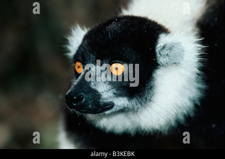 Schwarz-weiß-Ruffed Lemur Varecia Variegata Erwachsenen Madagaskar-Afrika Stockfoto