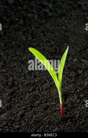 Mais Sämling, Zea mays, die aus dunkler Erde die Pflanze 1-2 Wochen alt ist. Stockfoto