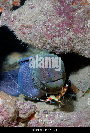 Ein Banded Putzergarnelen reinigt unter dem Kinn von seinem Giant Moray Eel Freund Benieth der alten Anlegestelle in Big Brother Island, Rotes Meer Stockfoto