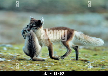 Polarfuchs Vulpes Lagopus Weibchen mit jungen im Mund Spitzbergen Norwegen Arktis Stockfoto