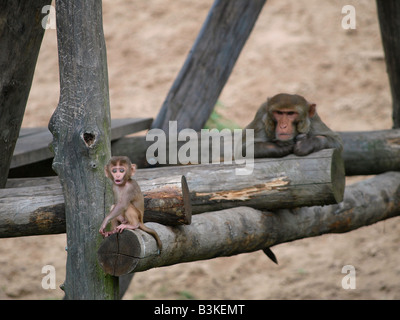 Sehr niedlich Baby Affen und seine Mutter im Zoo Beekse Bergen in Hilvarenbeek Niederlande Stockfoto