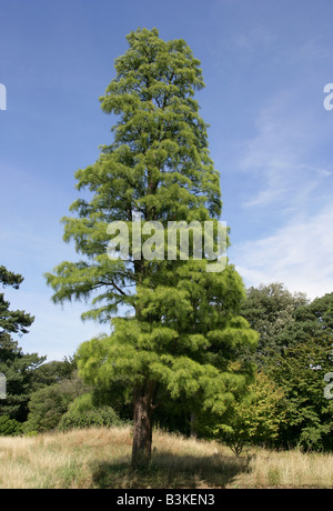 Teich Cypress, Taxodium Ascendens 'Nutans', Cupressaceae, Nordamerika USA Stockfoto