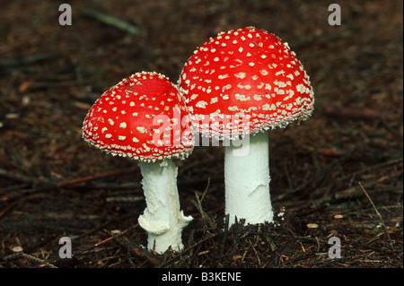 Fliegenpilz Amanita Muscaria Obst Schweiz Stockfoto