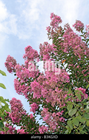 LAGERSTROEMIA INDICA Stockfoto