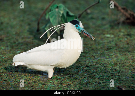 Begrenzt Heron Pilherodius Pileatus Erwachsenen gehen Pantanal-Brasilien-Südamerika Stockfoto