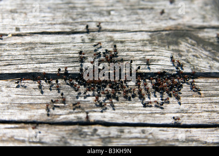 Gruppe von roten Kopf Ameise heraus aus einem Crak in Holz Tremiti Insel Italien Stockfoto