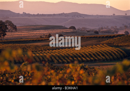 Luftaufnahme von Weinberg Stockfoto