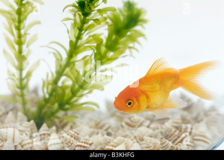 Ein fantailed Goldfisch Carassius Auratus lebt in einer Schüssel mit einer Wasserpflanze Elodea Stockfoto